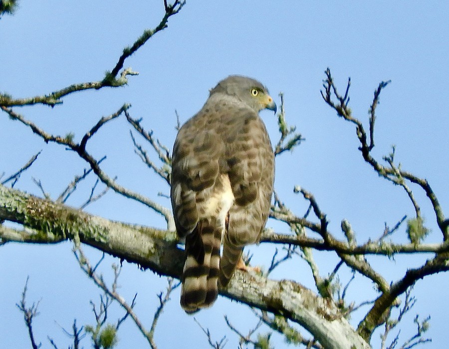 Roadside Hawk (Cozumel I.) - eBird