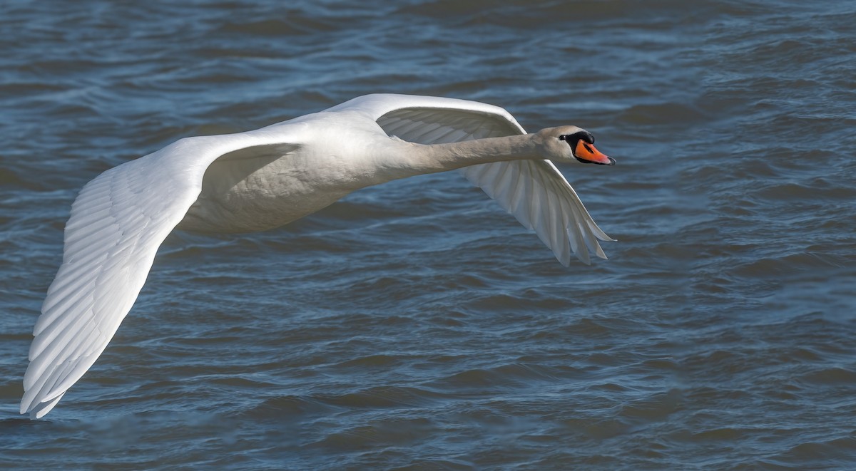 Mute Swan - Sandy Podulka