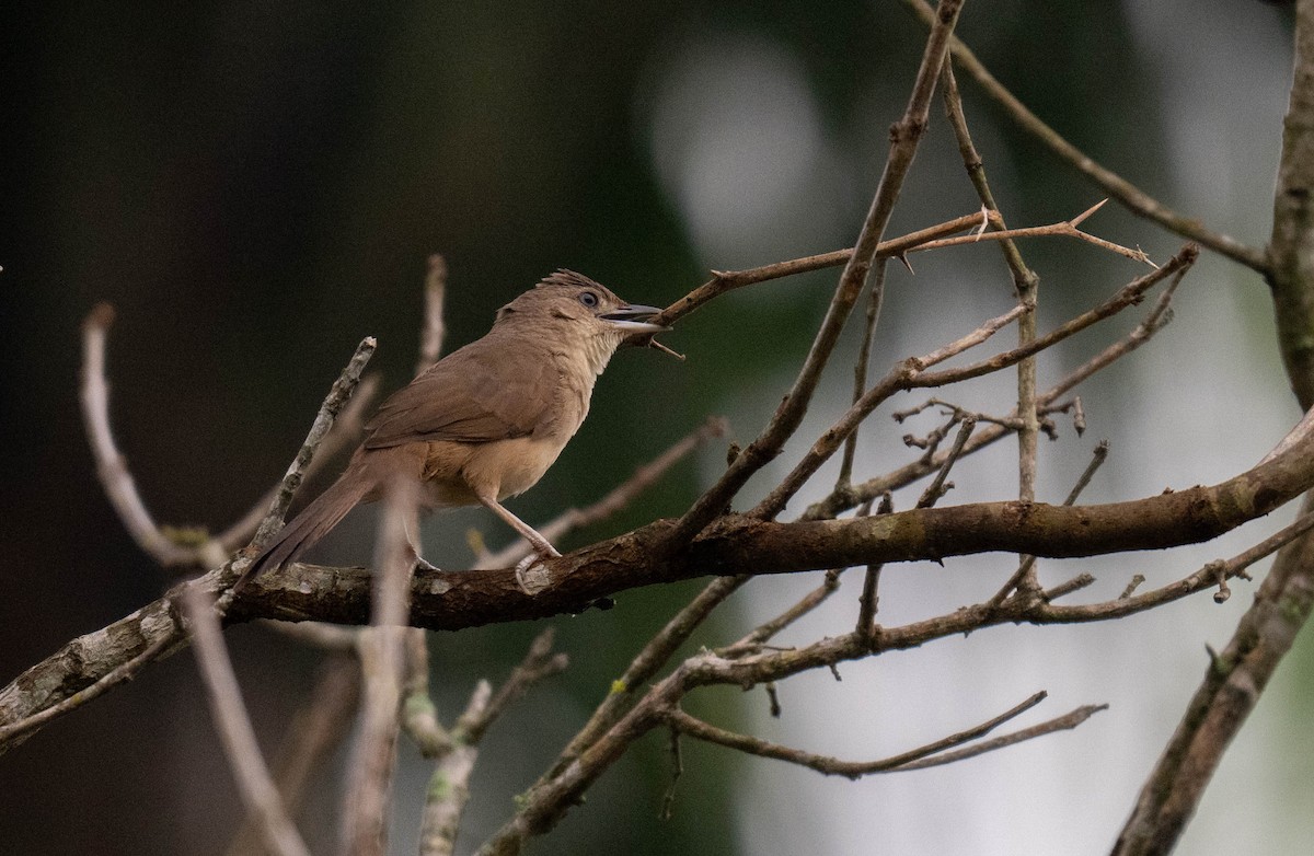 Plain Thornbird - ML632241561