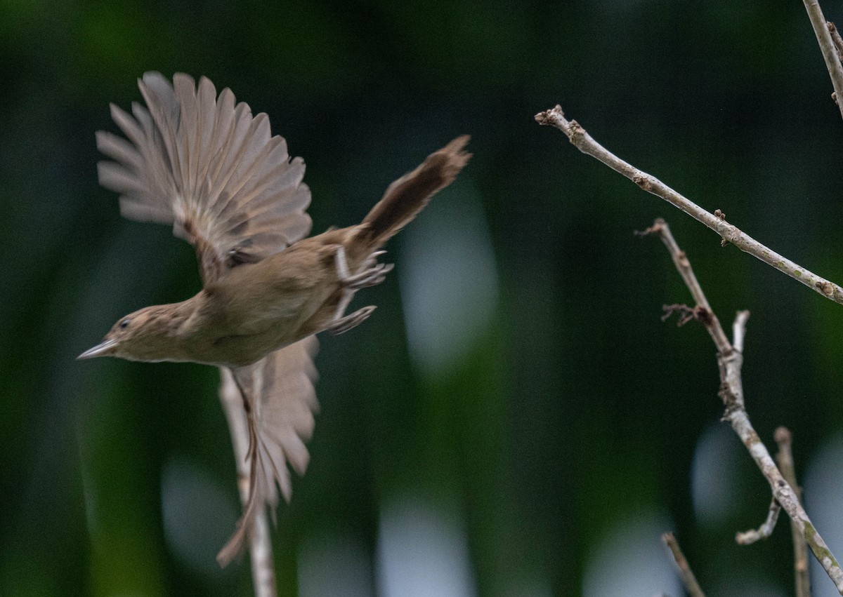 Plain Thornbird - ML632241562