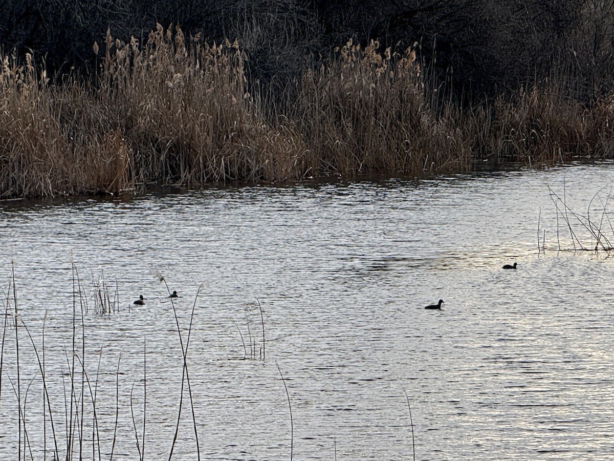 American Coot - ML632241652