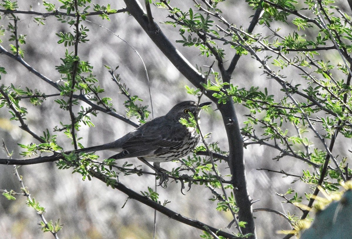 Sage Thrasher - ML632241693