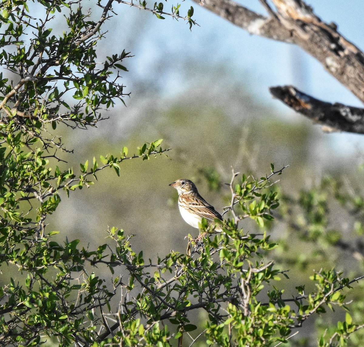 Vesper Sparrow - ML632241738