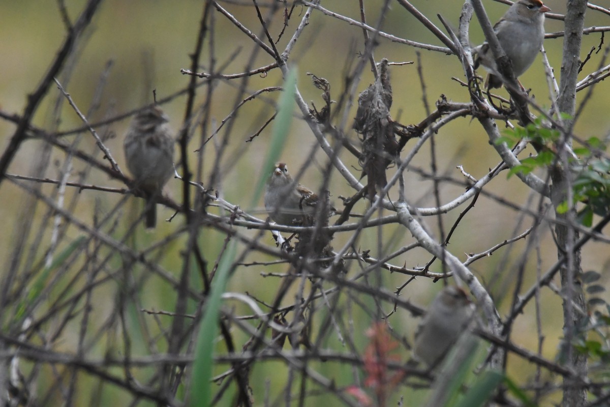 White-crowned Sparrow - ML632241883