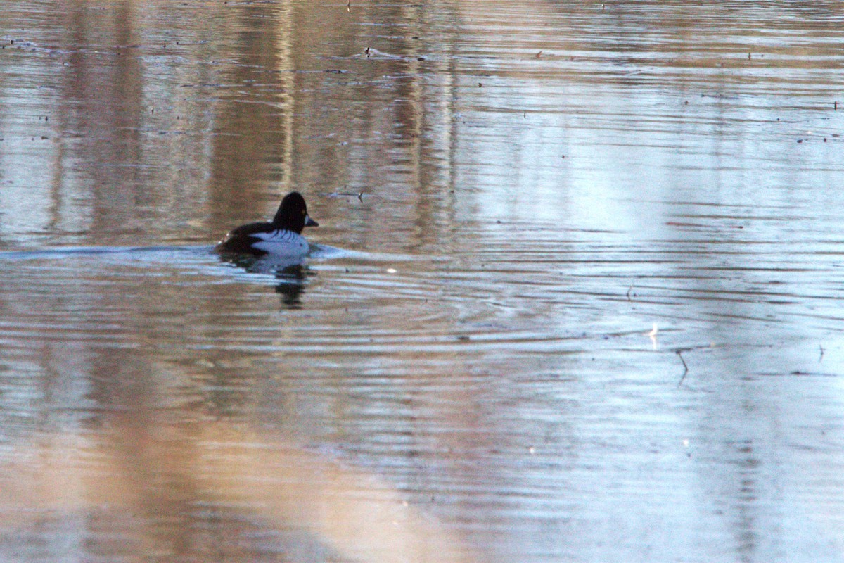 Common Goldeneye - Sherilyn Paris