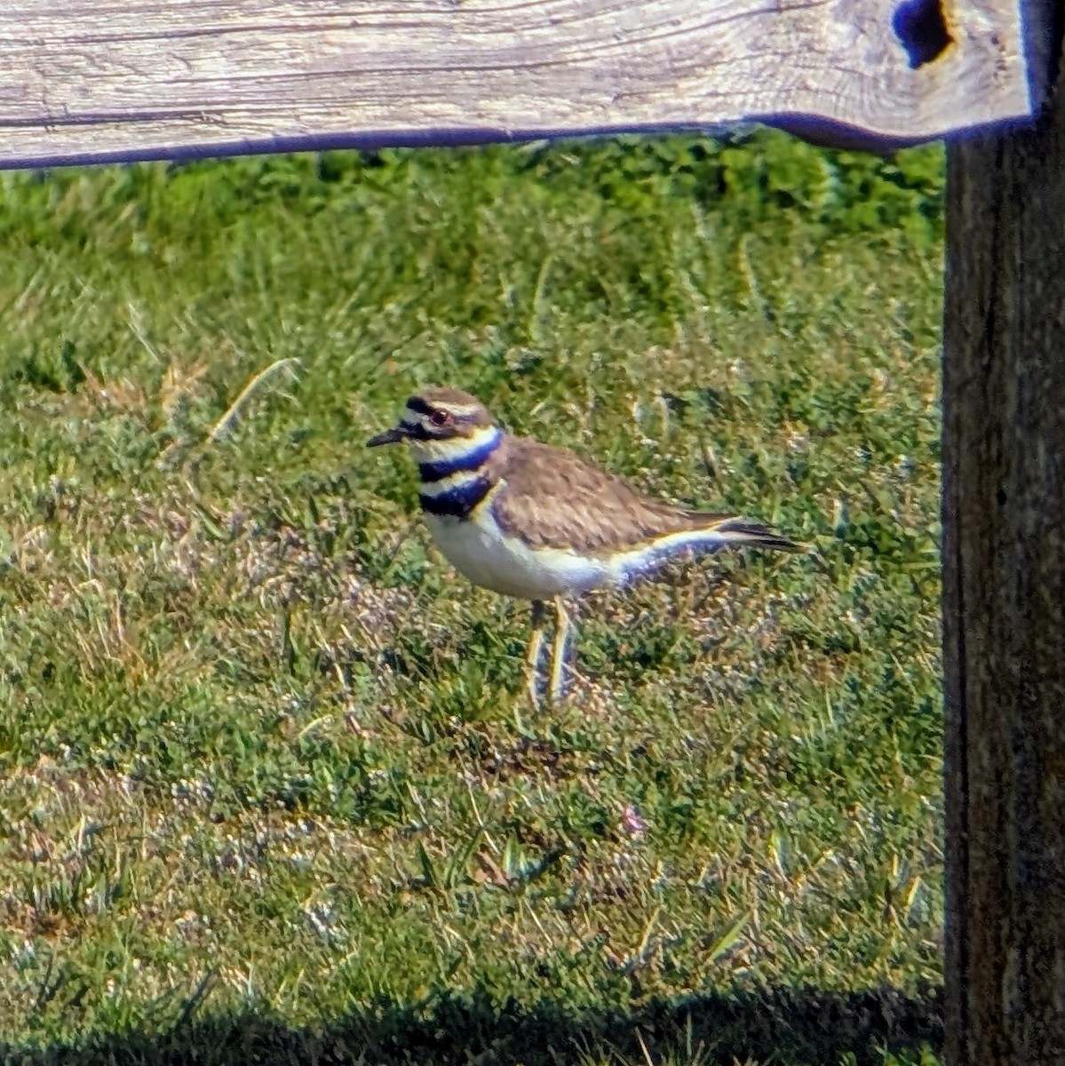 Killdeer - ML632241995