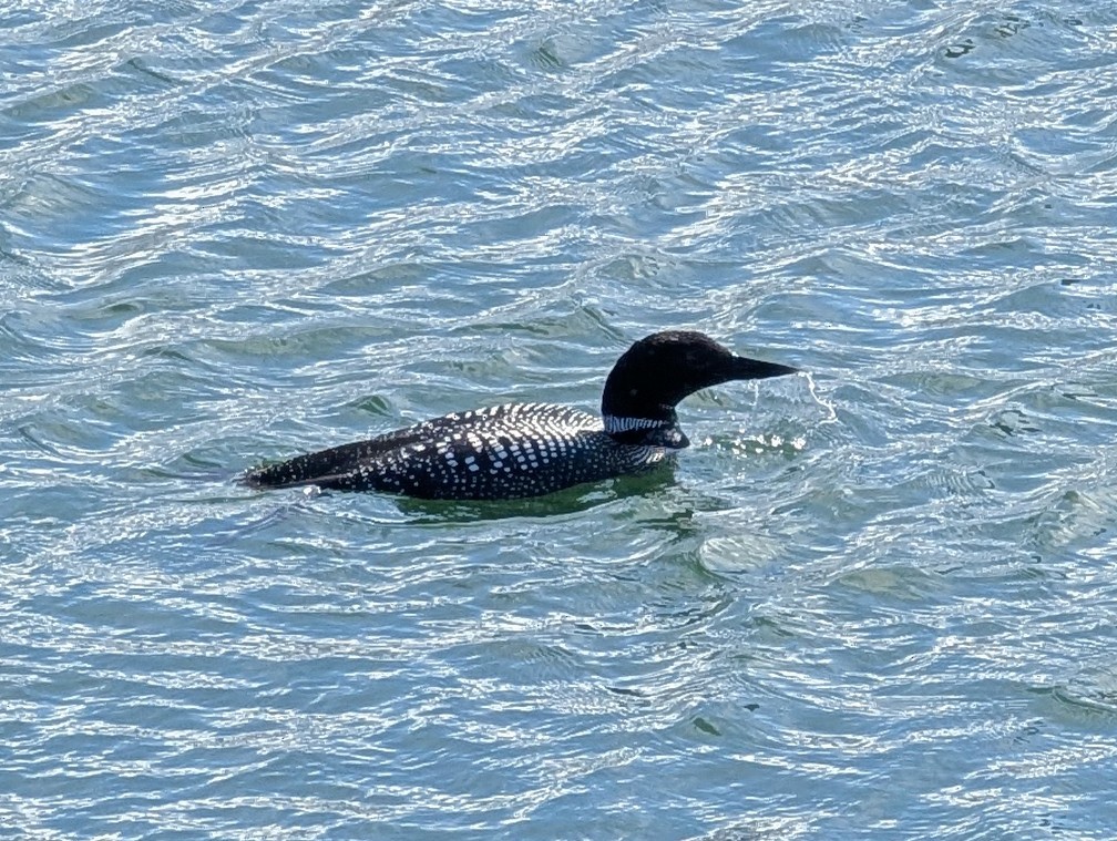 Common Loon - ML632242010