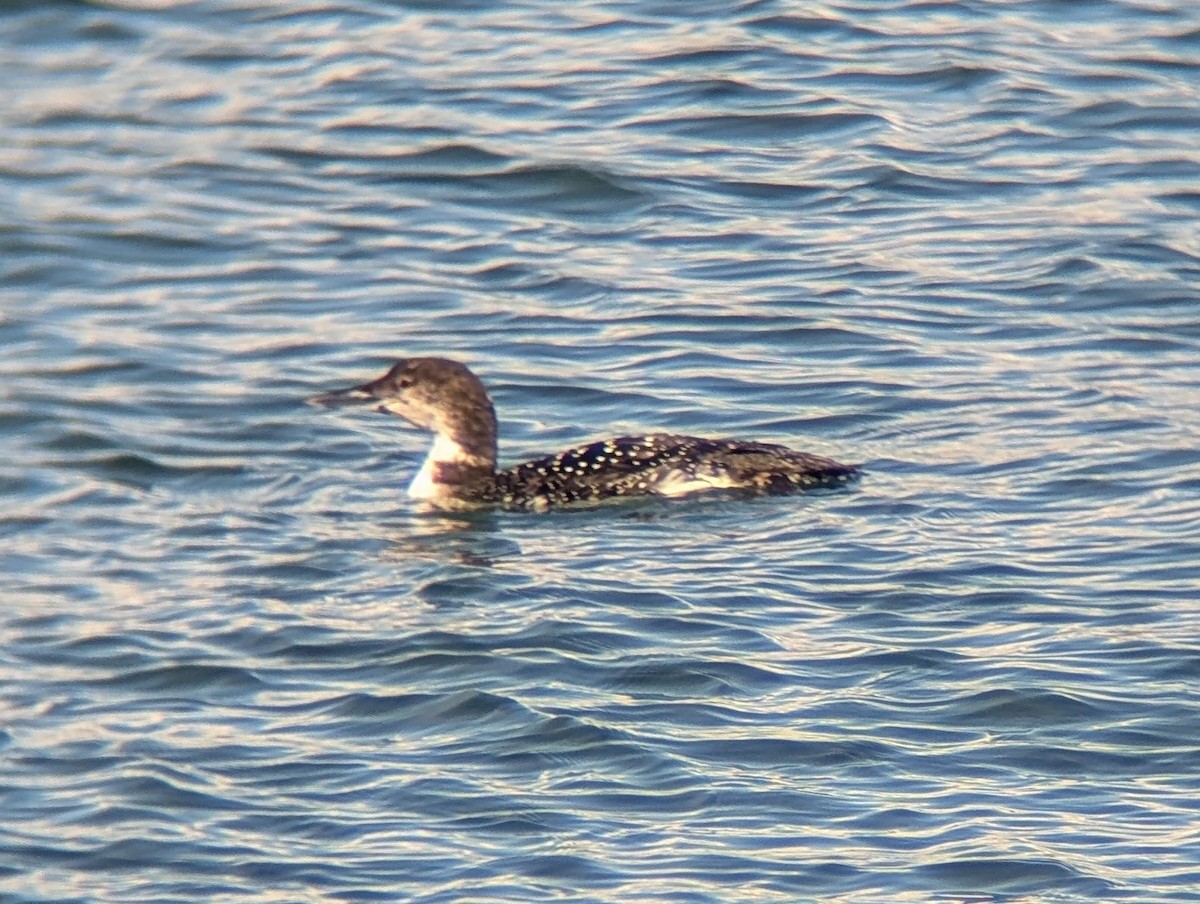 Common Loon - ML632242011