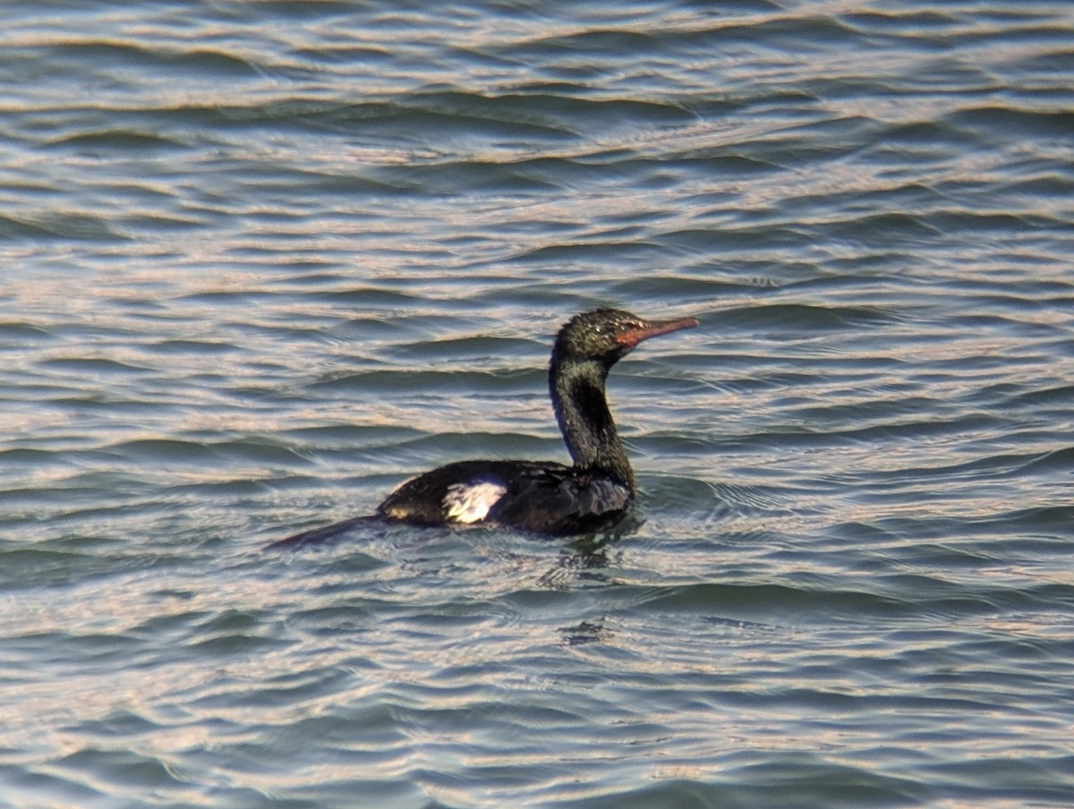 Pelagic Cormorant - ML632242016