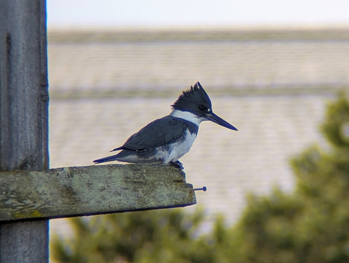 Belted Kingfisher - ML632242031