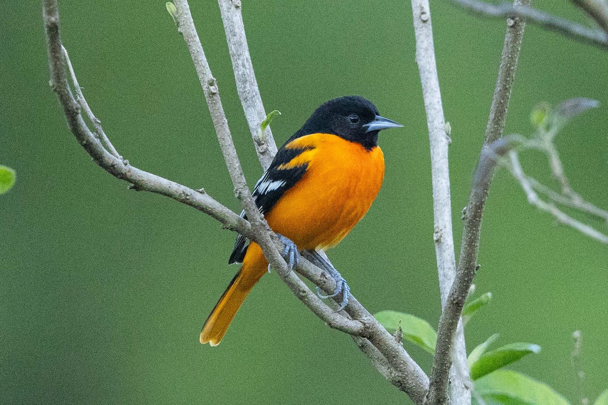 Baltimore Oriole - ML632242133