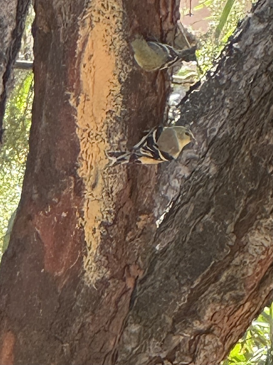 gulstillits - ML632242153