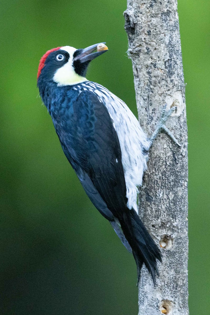 Acorn Woodpecker - ML632242188
