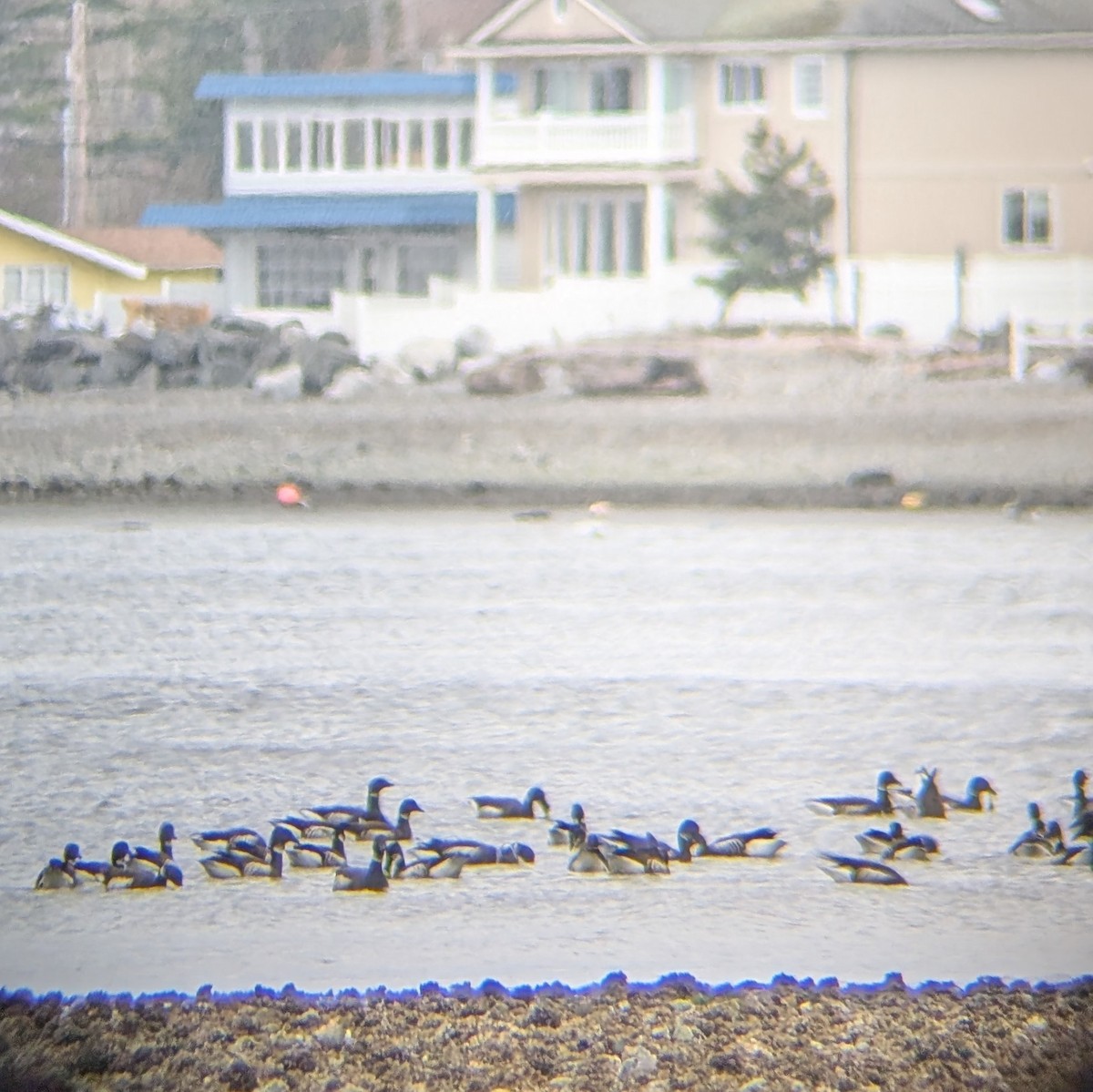 Хар толгойт галуу - ML632242313