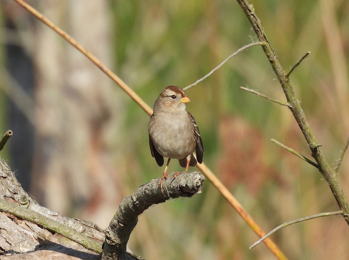 White-crowned Sparrow - ML632242362
