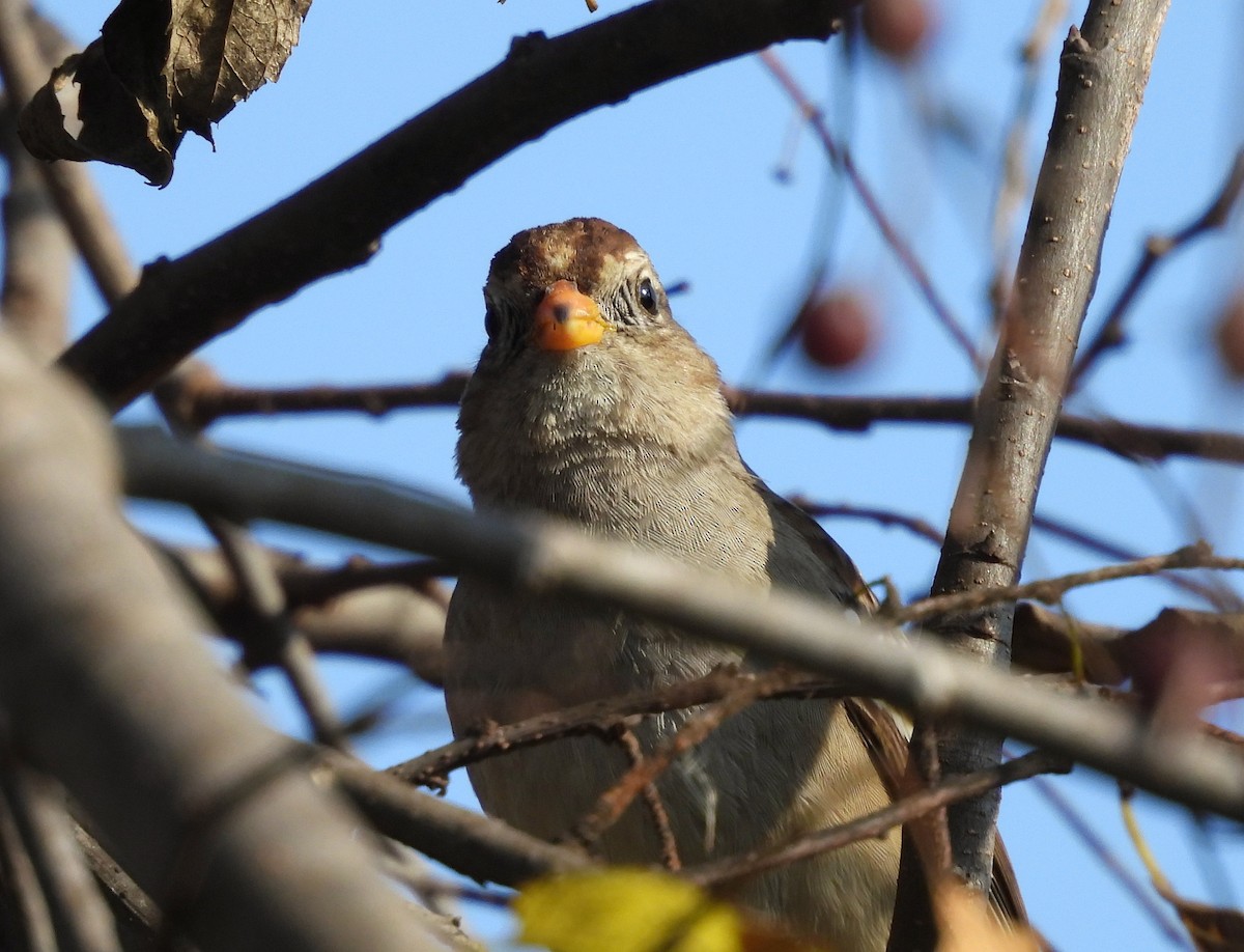 White-crowned Sparrow - ML632242387