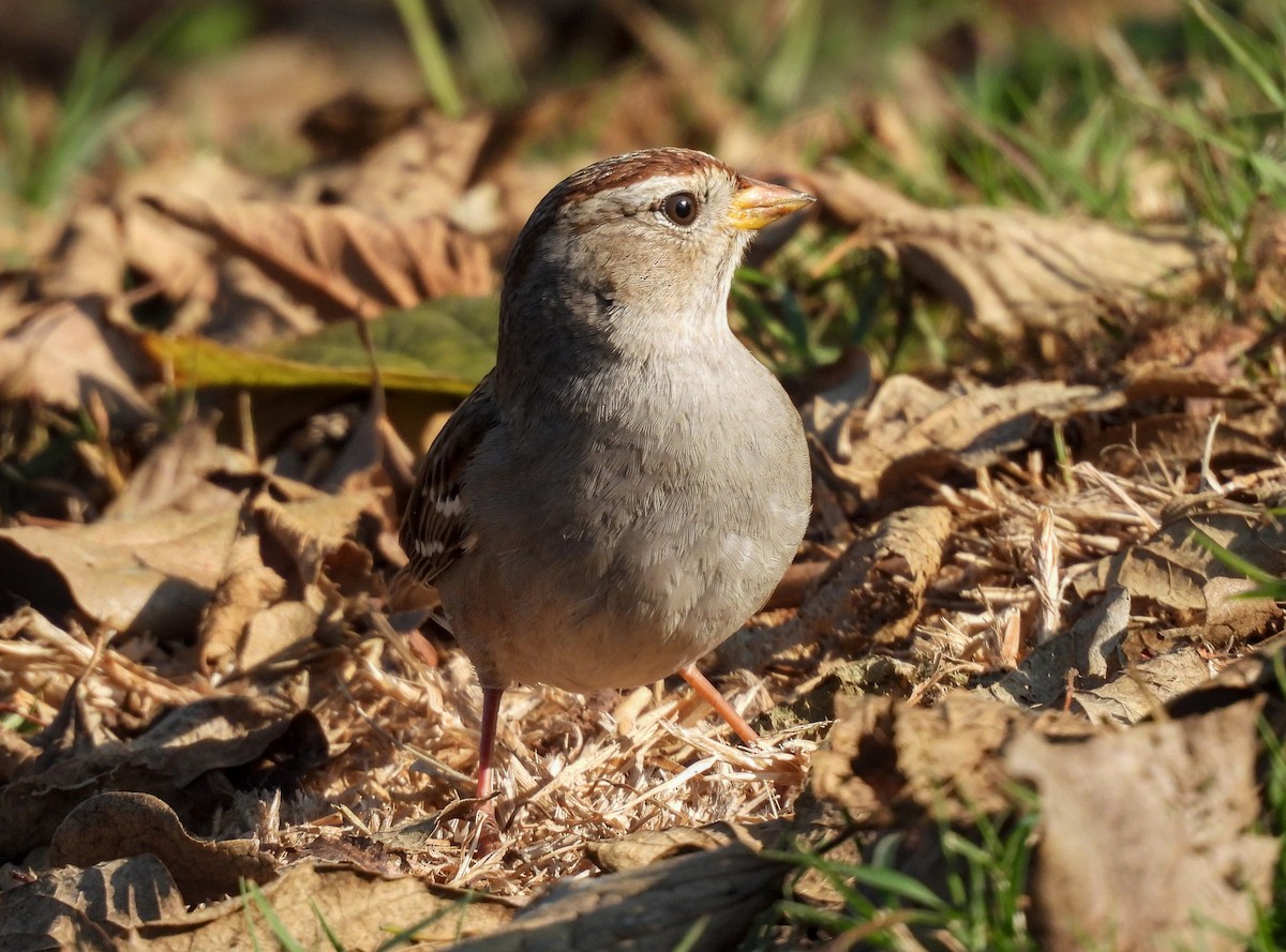 White-crowned Sparrow - ML632242453