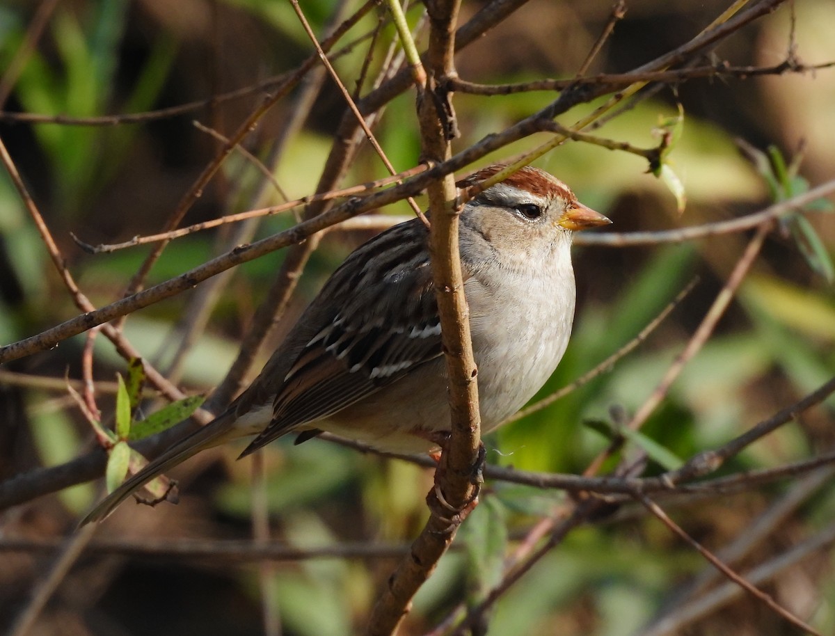 White-crowned Sparrow - ML632242460