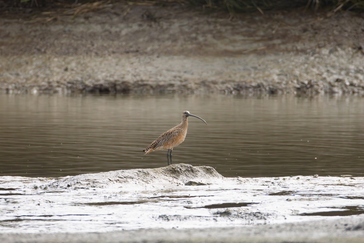 Long-billed Curlew - ML632242569