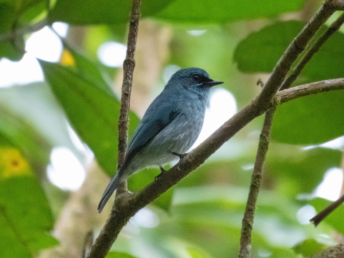 Turquoise Flycatcher - ML632242694