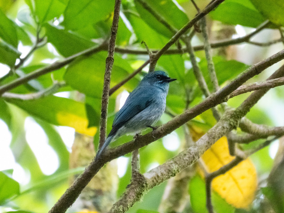 Turquoise Flycatcher - ML632242695