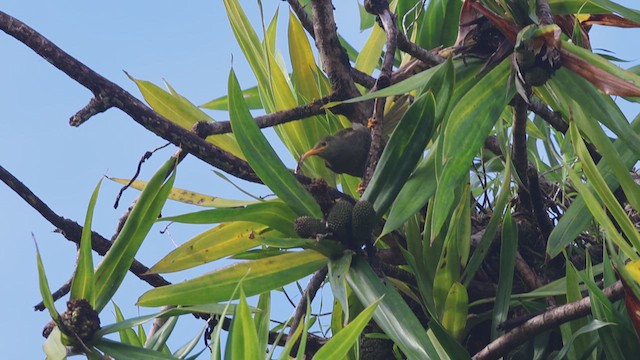 Yellow-billed Giant-Honeyeater - ML632242698