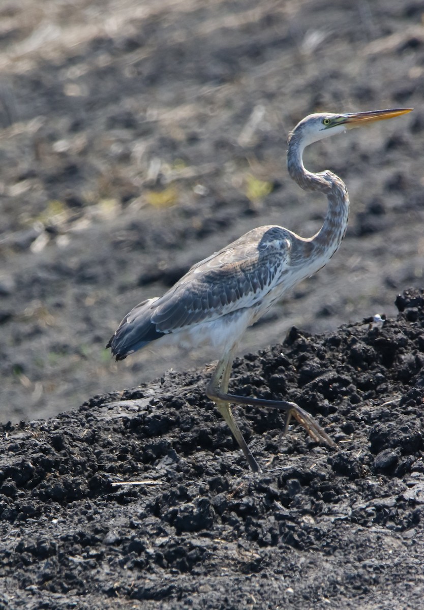 Great Blue Heron - ML632242699