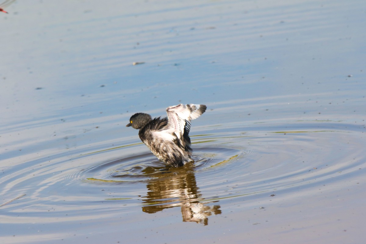 Least Grebe - ML632242749