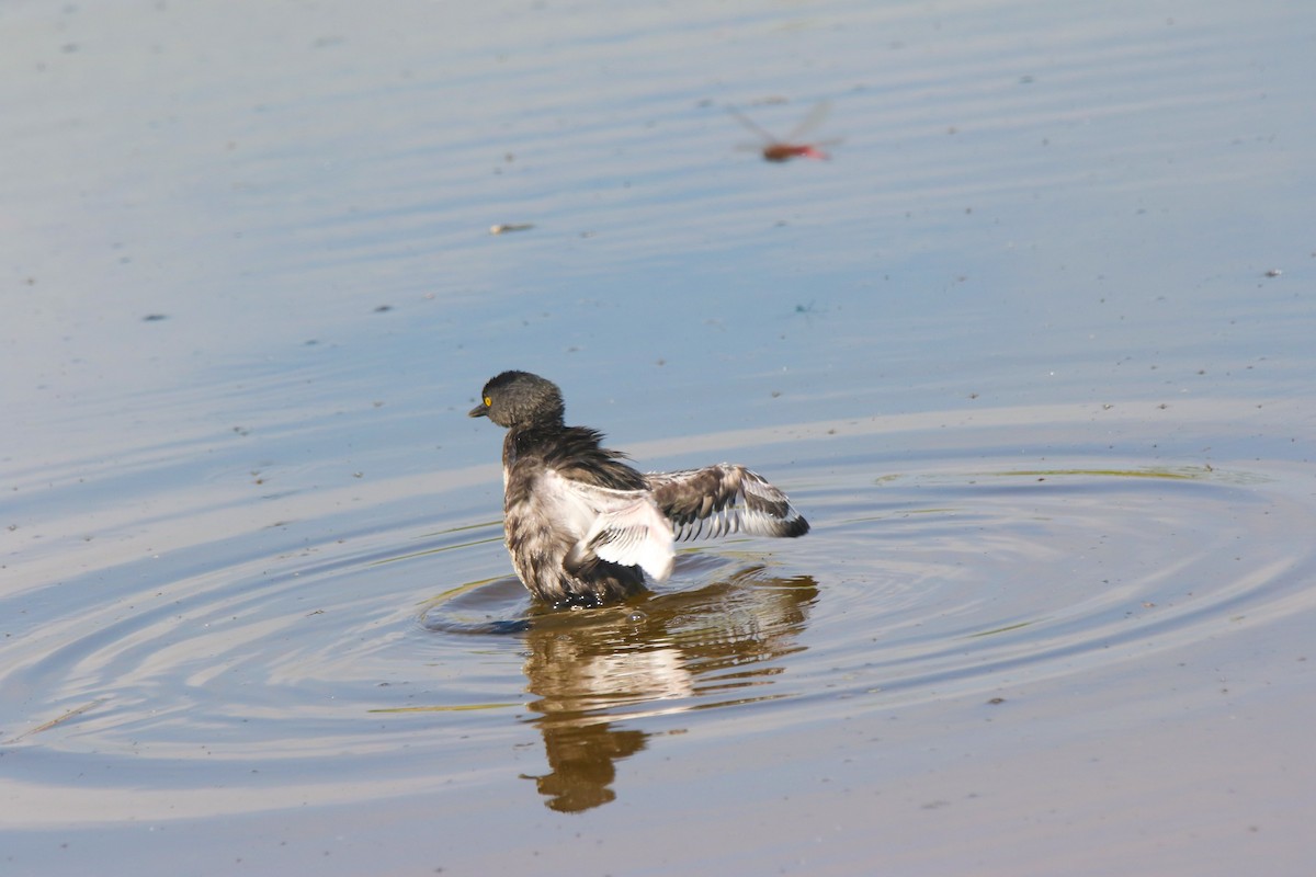 Least Grebe - ML632242750