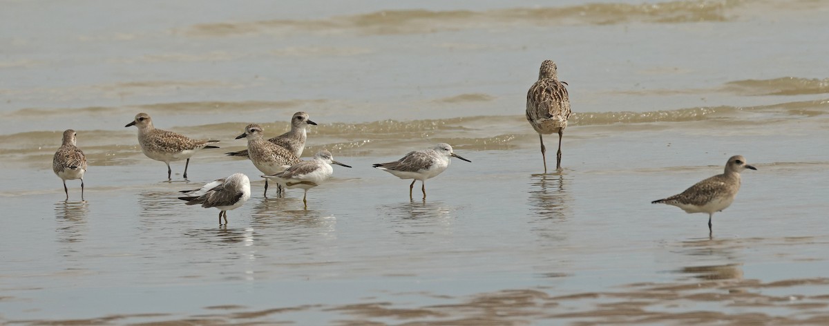 Nordmann's Greenshank - ML632242756