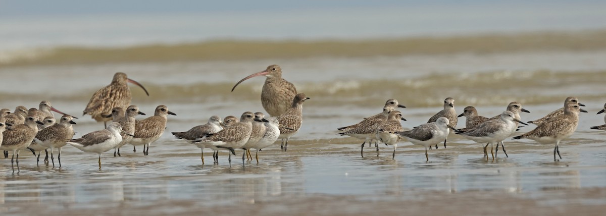 Nordmann's Greenshank - ML632242757