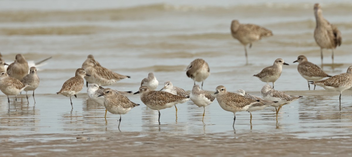Nordmann's Greenshank - ML632242758