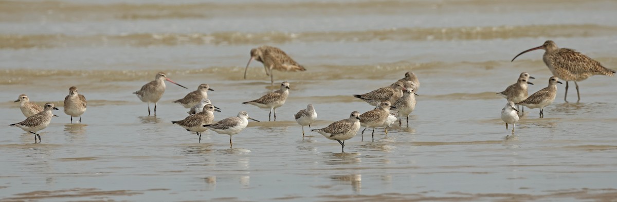 Nordmann's Greenshank - ML632242759