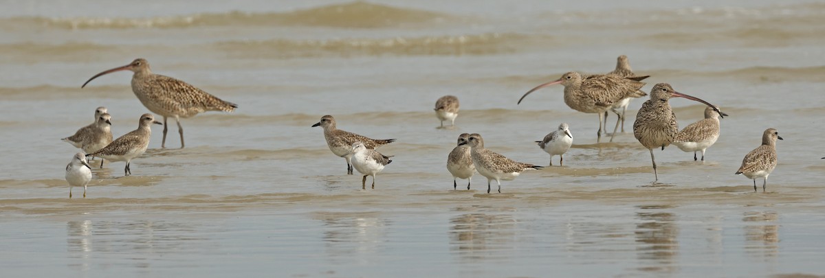 Nordmann's Greenshank - ML632242760