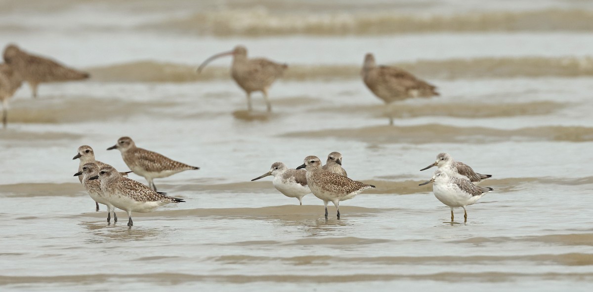 Nordmann's Greenshank - ML632242761