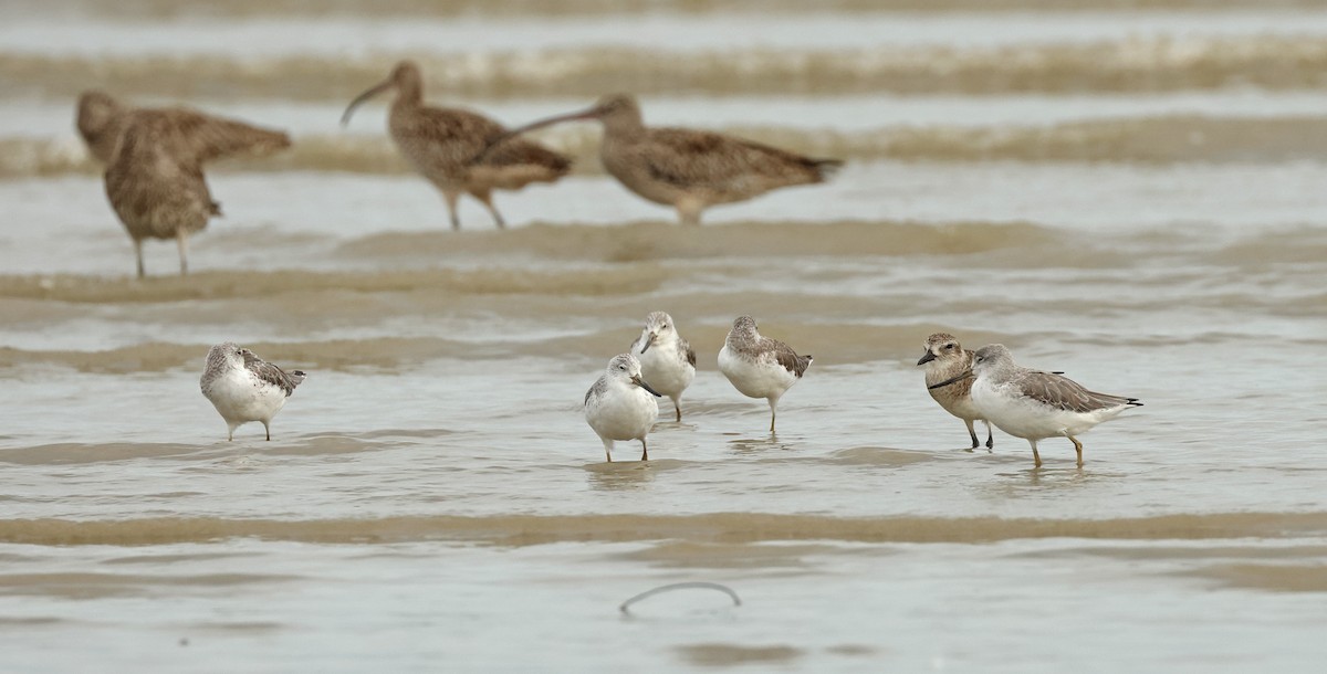 Nordmann's Greenshank - ML632242762