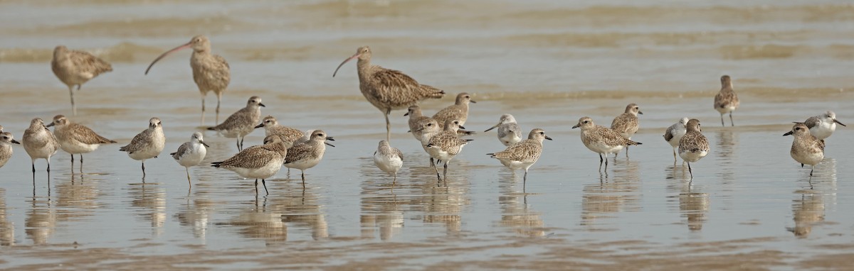Nordmann's Greenshank - ML632242764
