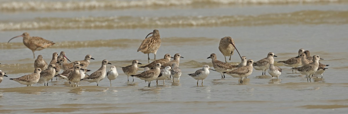 Nordmann's Greenshank - ML632242765