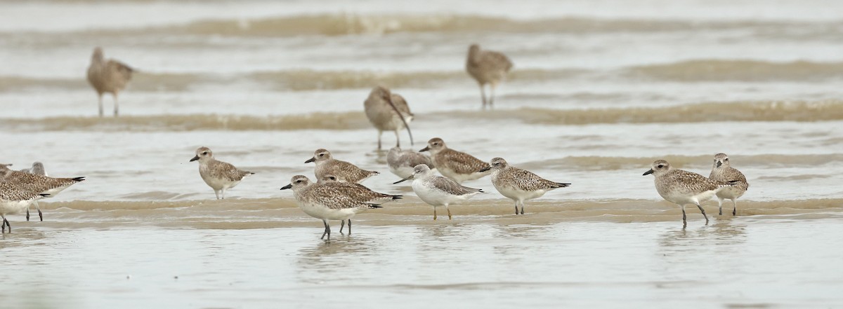 Nordmann's Greenshank - ML632242766