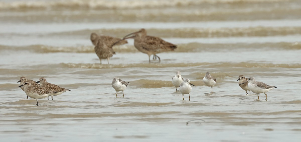 Nordmann's Greenshank - ML632242767