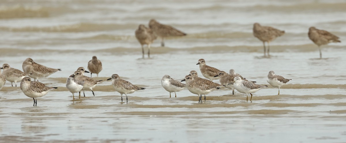 Nordmann's Greenshank - ML632242768
