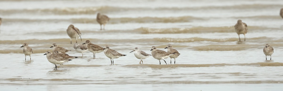 Nordmann's Greenshank - ML632242769