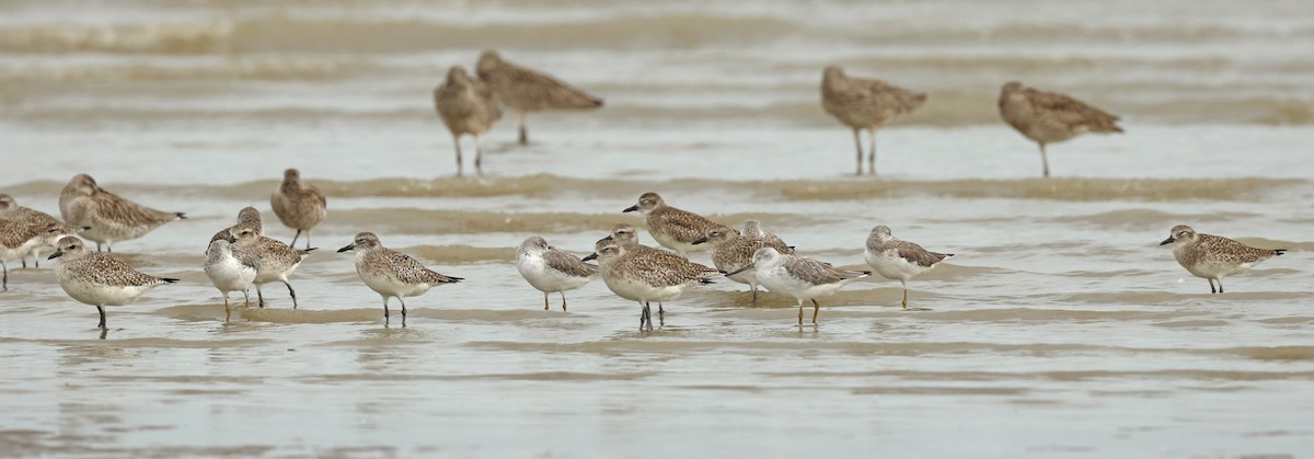 Nordmann's Greenshank - ML632242770