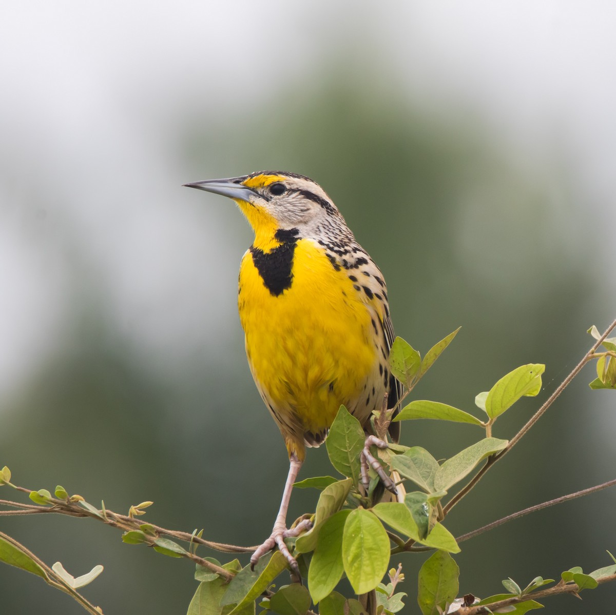 Eastern Meadowlark - ML632242830