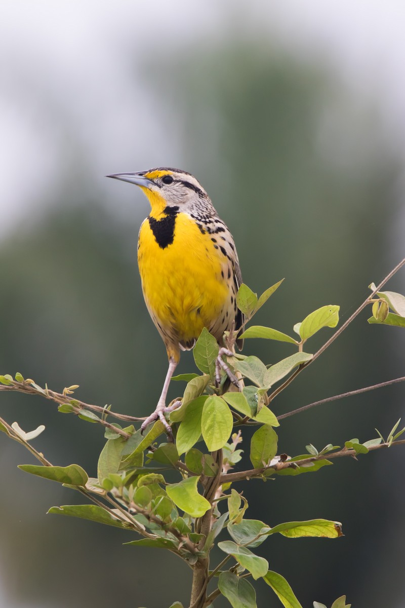 Eastern Meadowlark - ML632242831