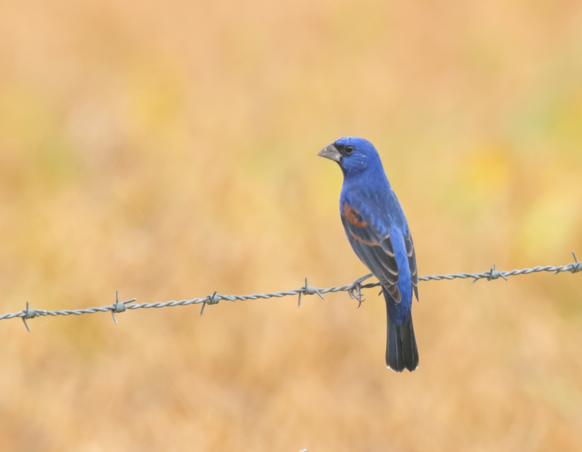 Blue Grosbeak - ML632242855
