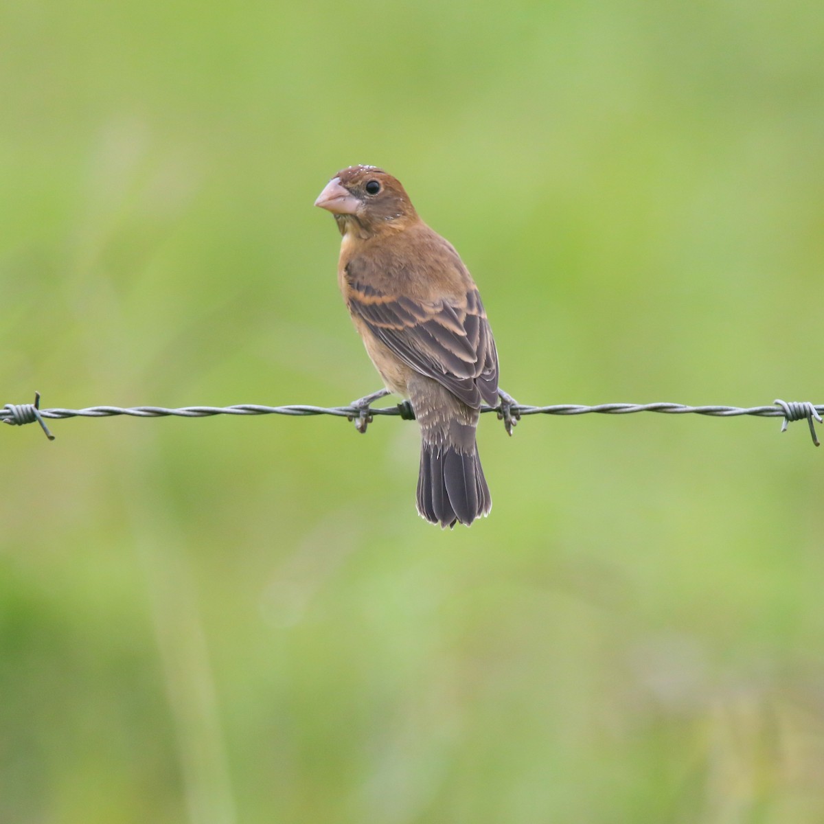 Blue Grosbeak - ML632242856