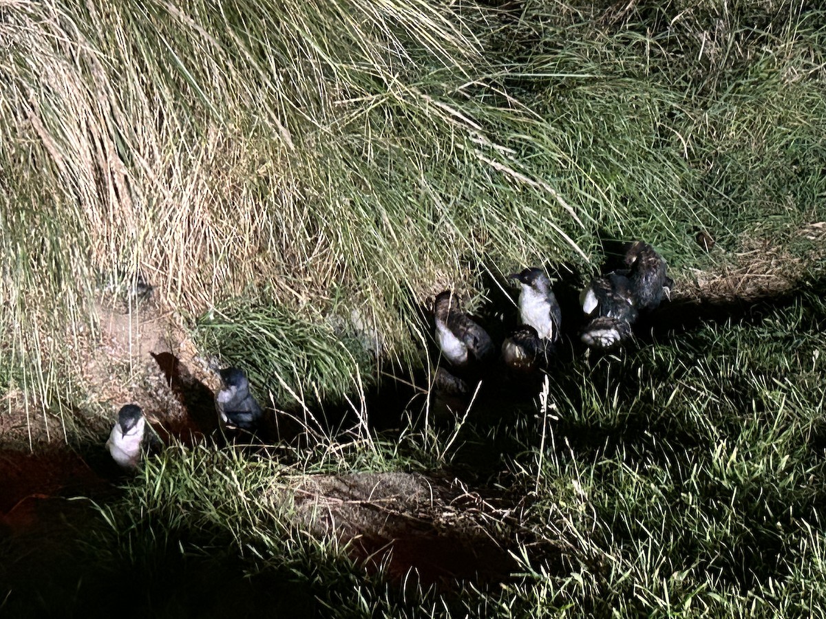 Little Penguin - ML632242906