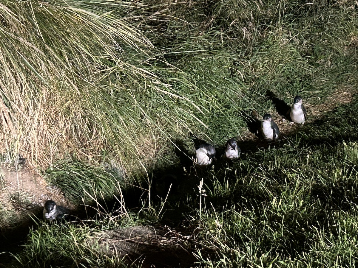 Little Penguin - ML632242907