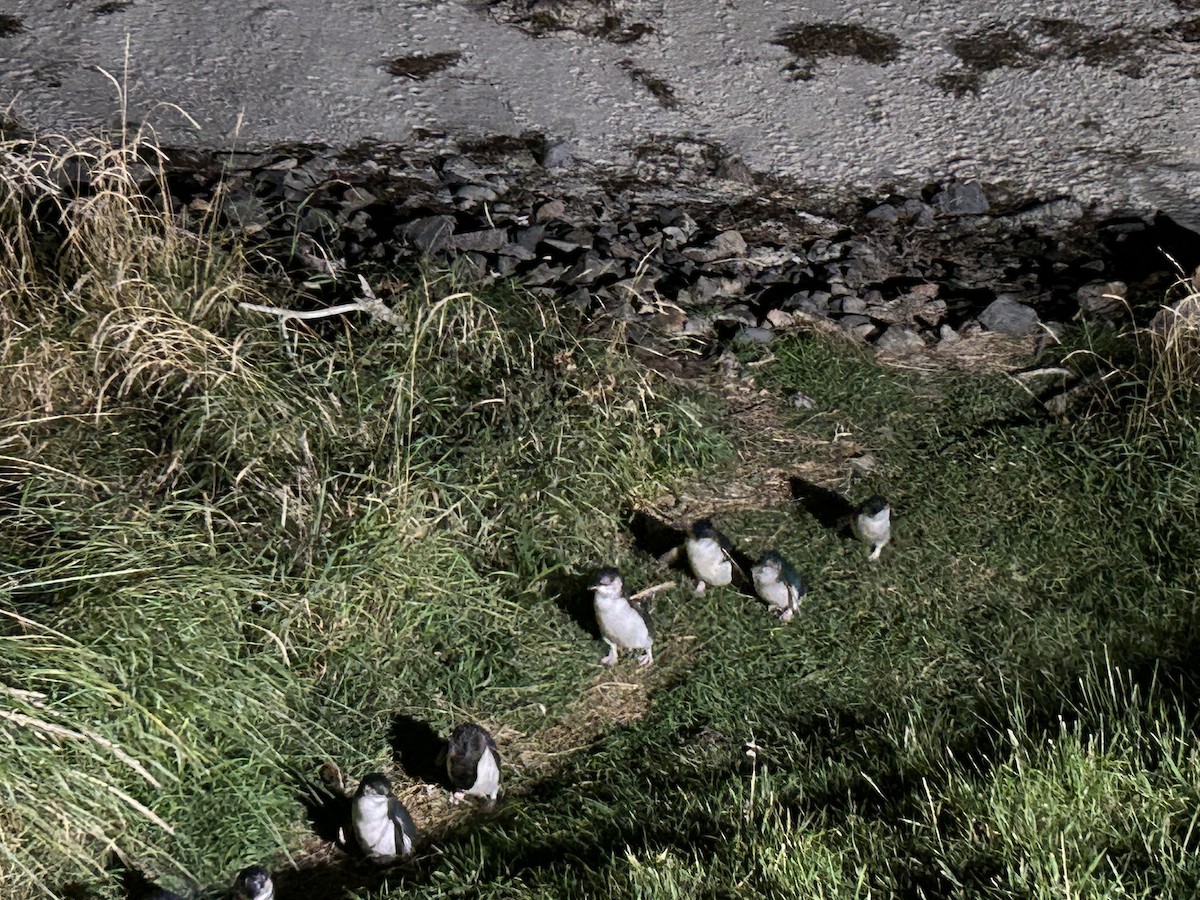 Little Penguin - ML632242908